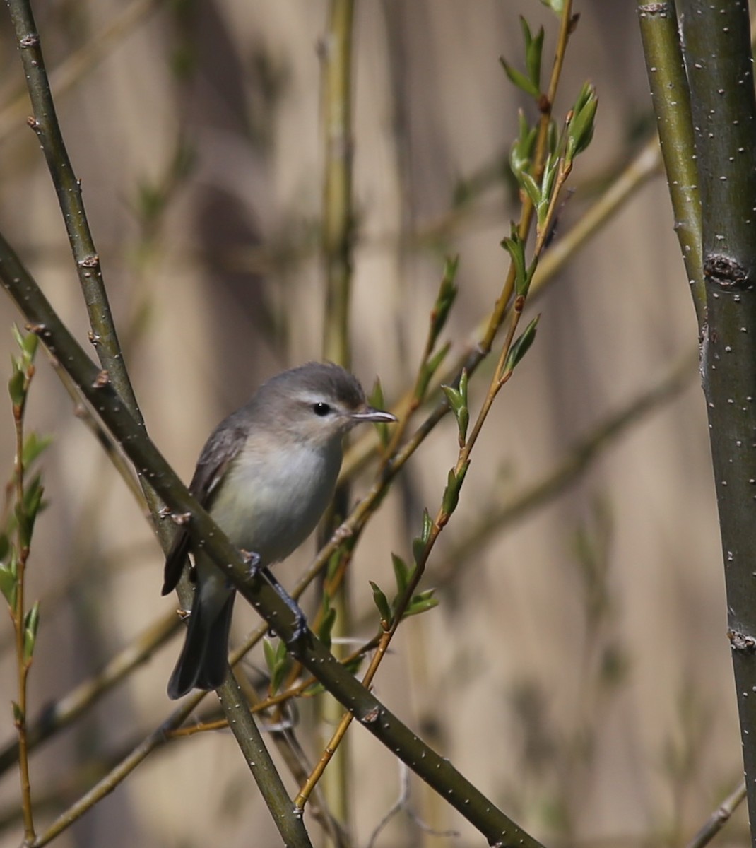 Warbling Vireo - ML234711231