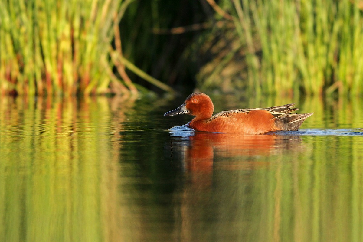 Cinnamon Teal - Angus Pritchard