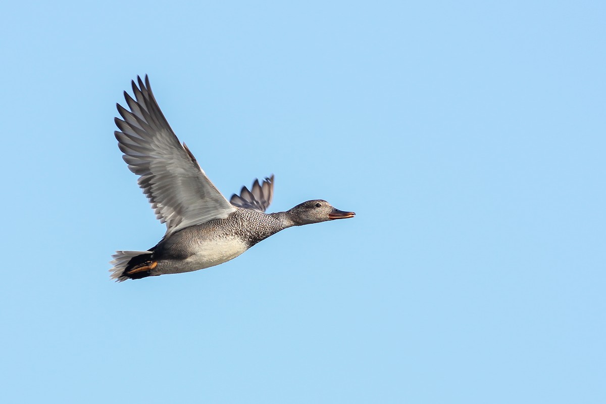 Gadwall - ML234711391