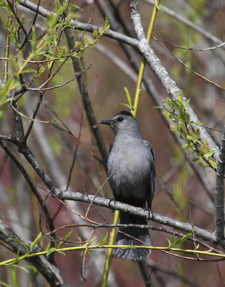 Gray Catbird - ML234711461