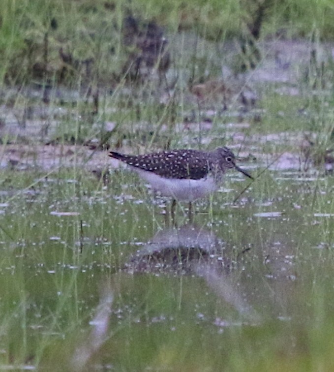 Solitary Sandpiper - ML234711631