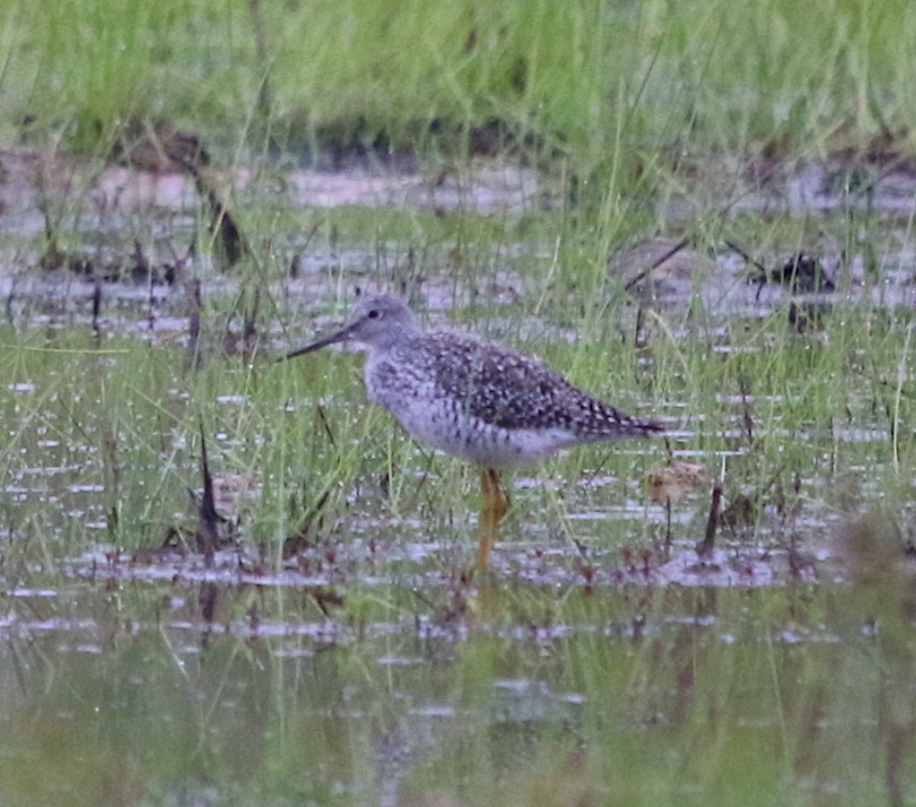 Greater Yellowlegs - ML234711671
