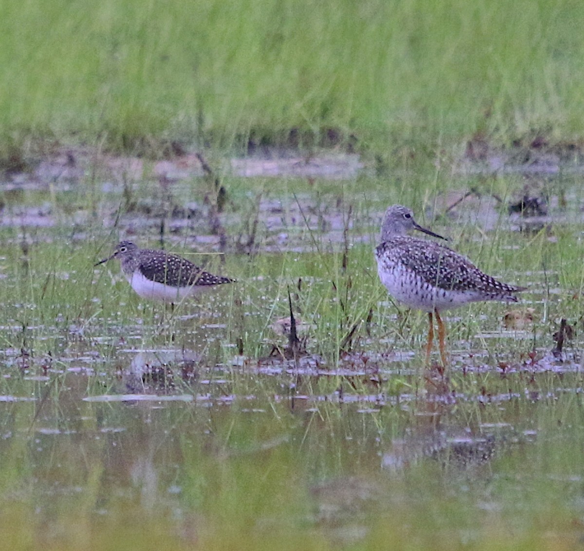 Greater Yellowlegs - ML234711721