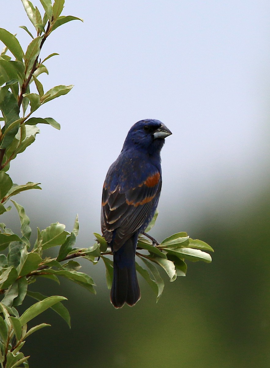 Blue Grosbeak - ML234712271