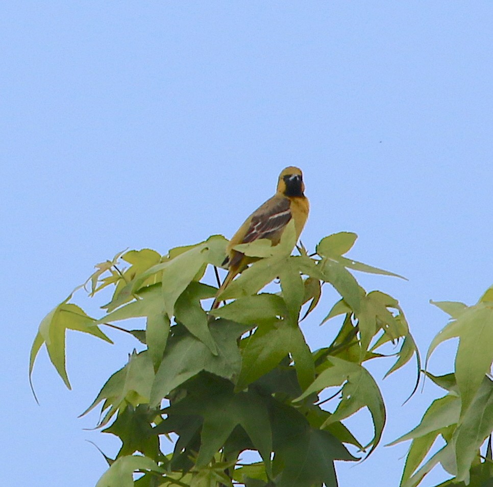 Orchard Oriole - ML234712391