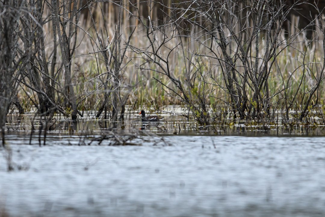 Common Gallinule - Gary Stone