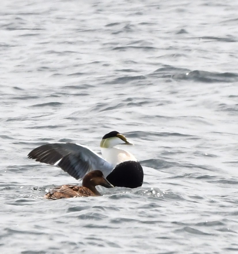 Common Eider - ML234712681