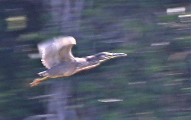 Striated Heron - ML234713401