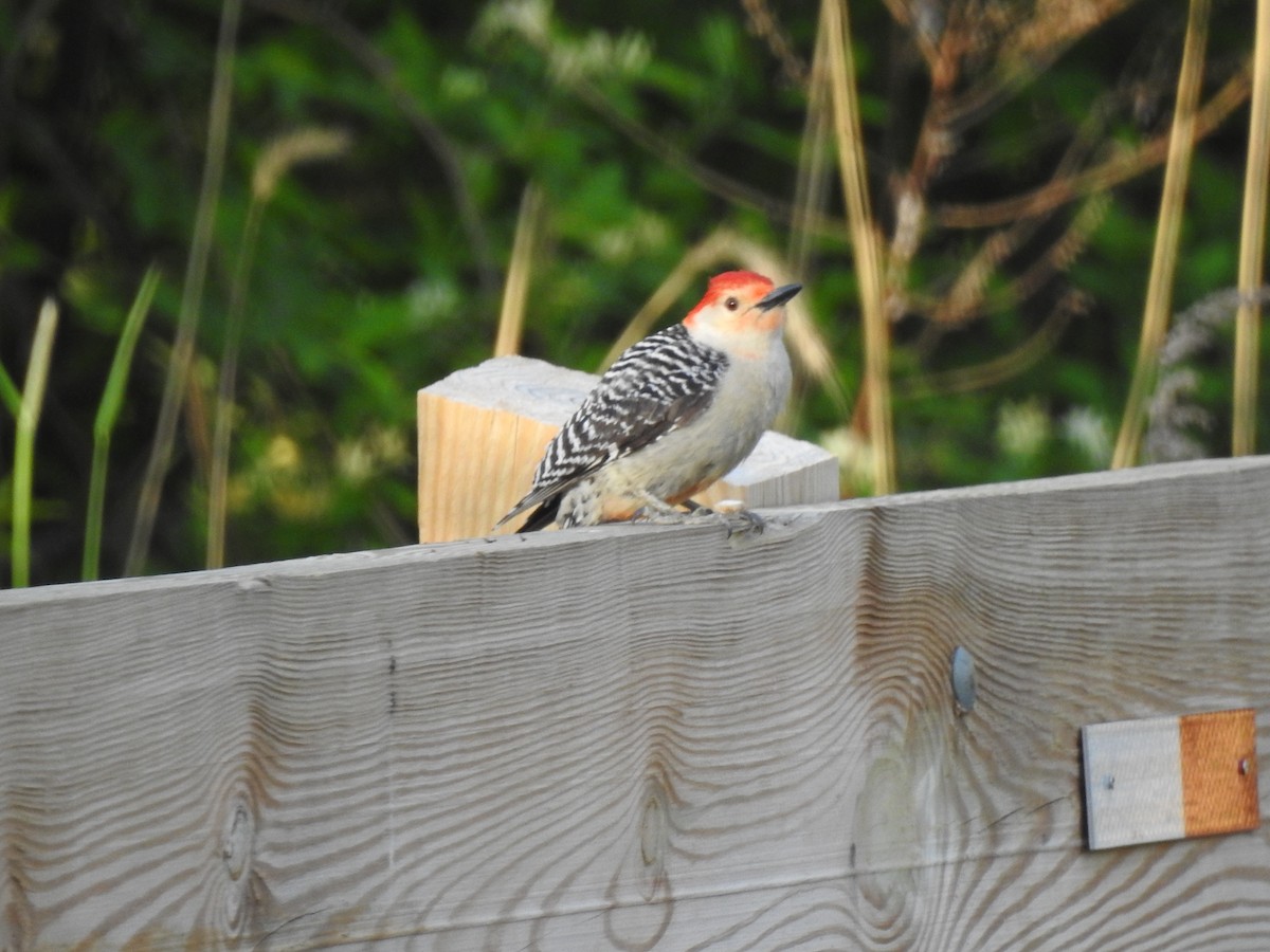 Red-bellied Woodpecker - ML234714711