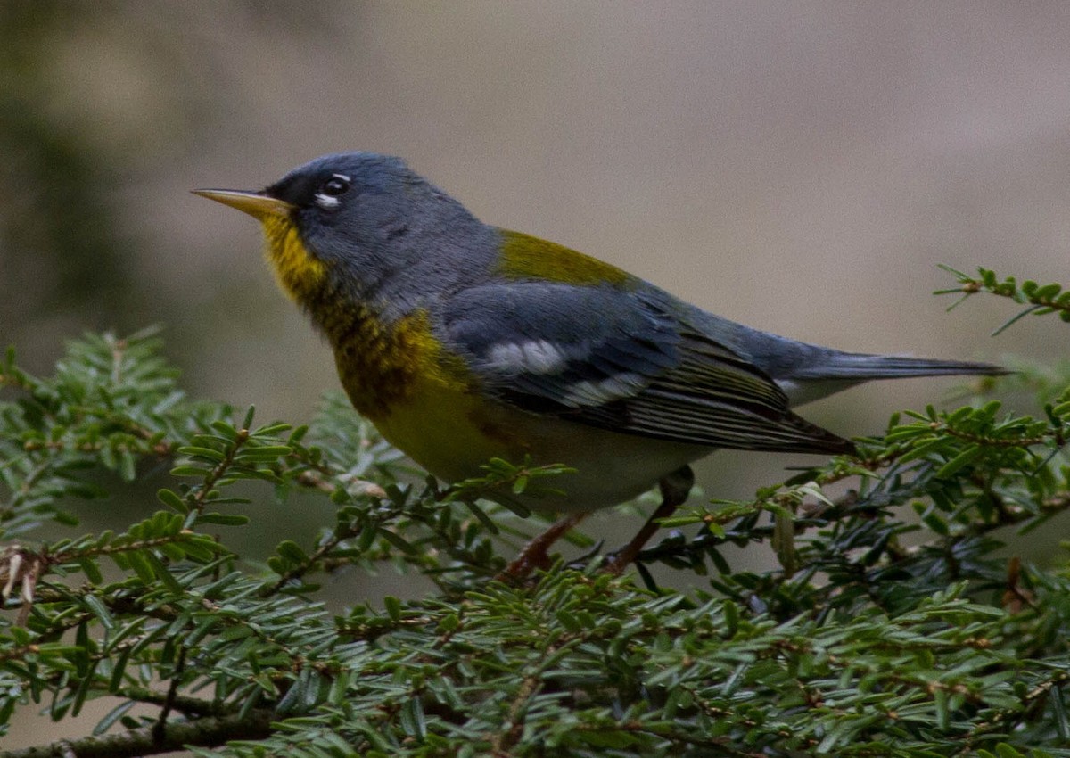 Northern Parula - ML234714721