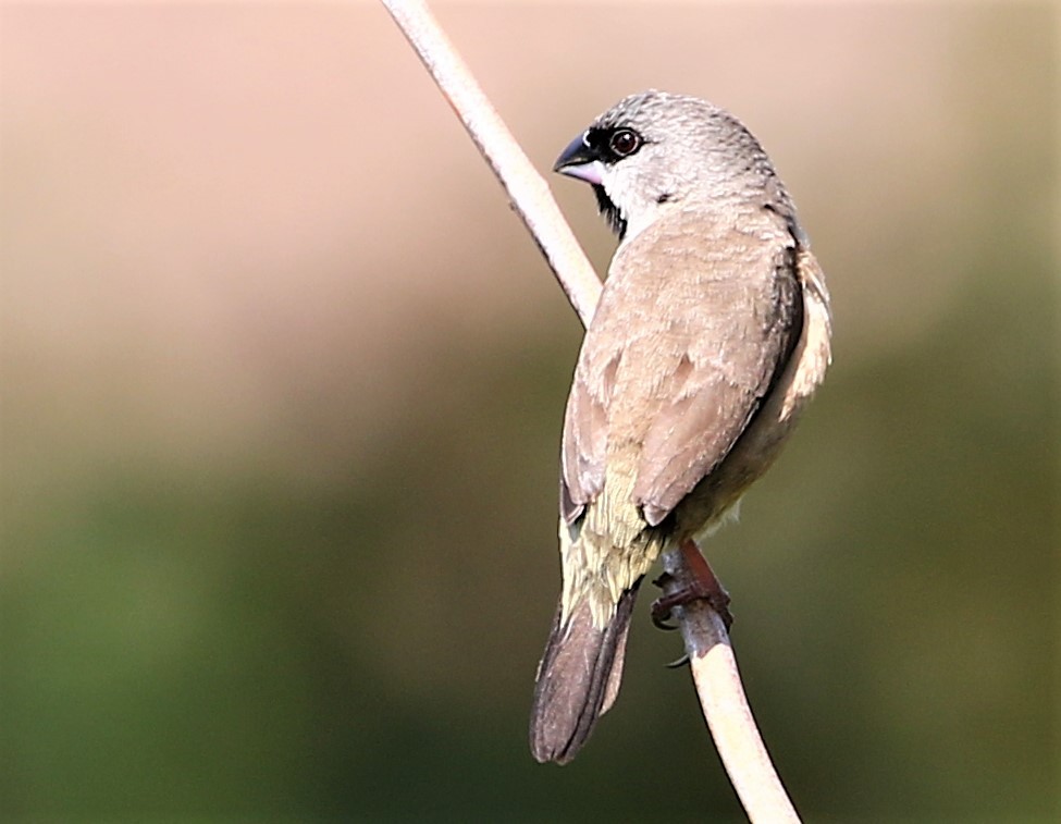 Madagascar Munia - Carmelo López Abad