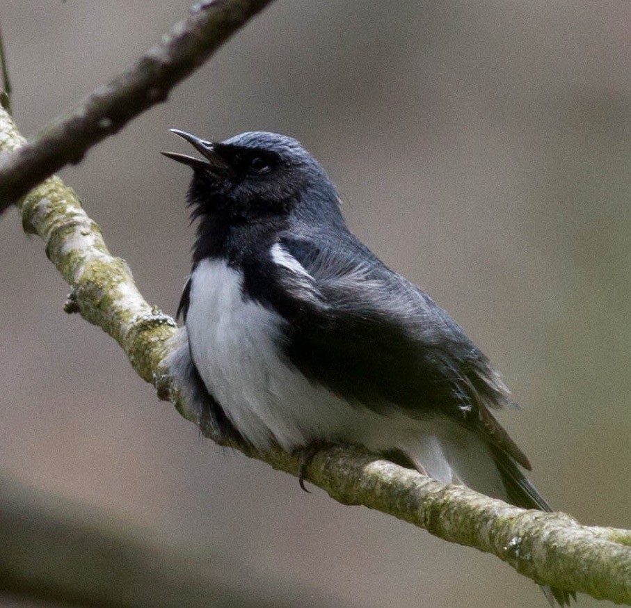 Black-throated Blue Warbler - ML234715061