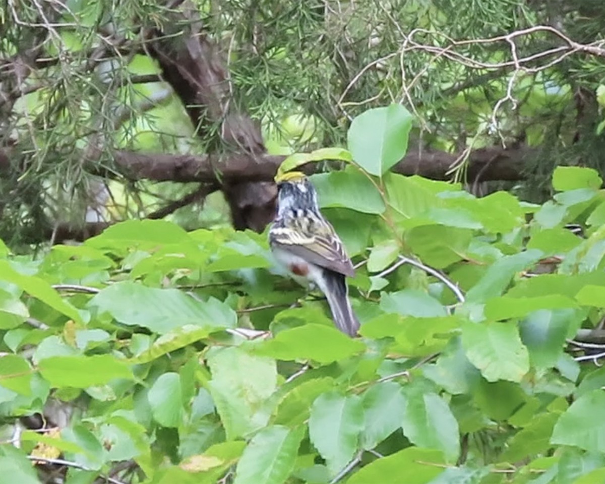 Chestnut-sided Warbler - ML234715381