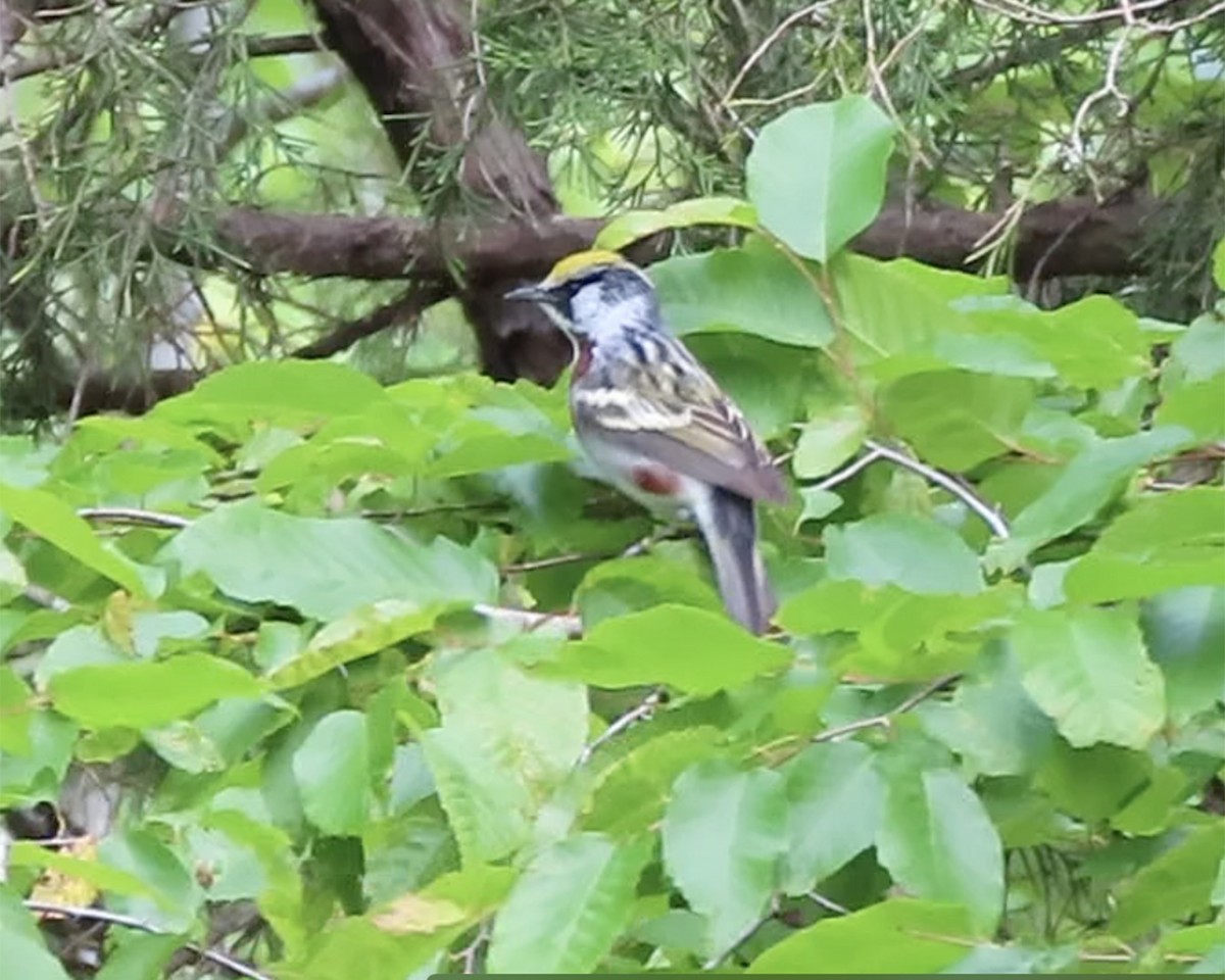Chestnut-sided Warbler - ML234715411