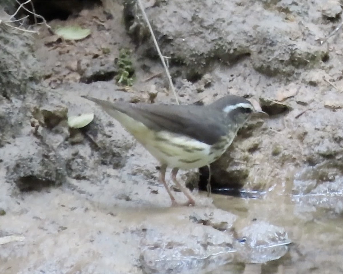 Louisiana Waterthrush - ML234716361