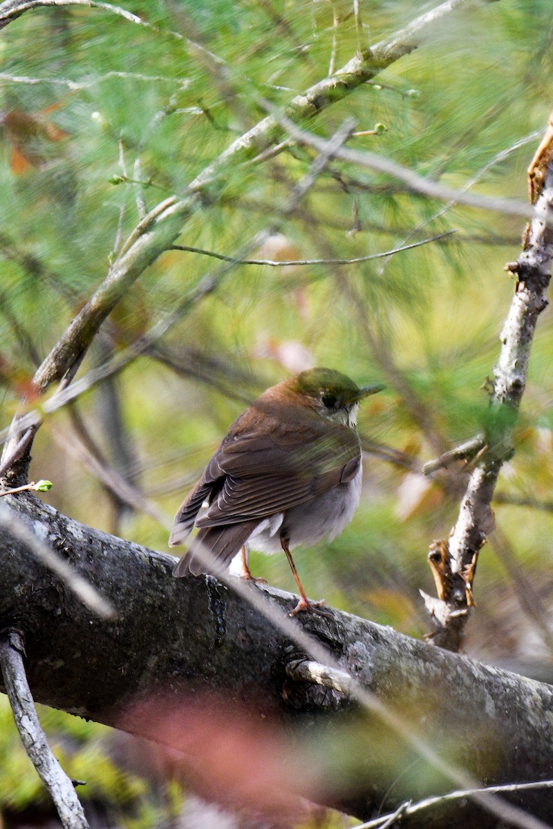 Hermit Thrush - Carly Rodgers