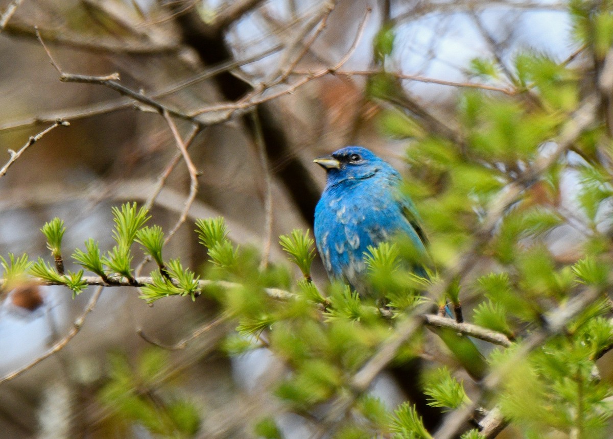 Indigo Bunting - ML234717961