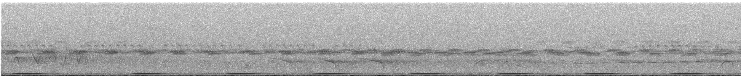 holub pestrokřídlý - ML234718
