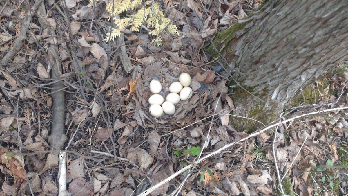 Ruffed Grouse - ML234721321