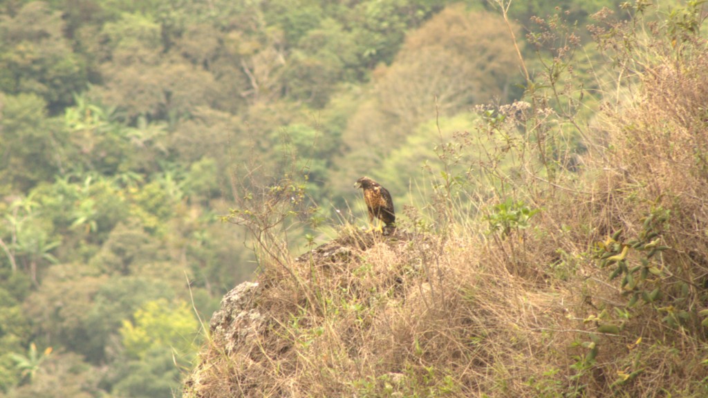 Black-chested Buzzard-Eagle - ML234725901