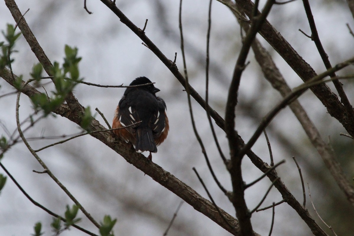 Eastern Towhee - ML234727601