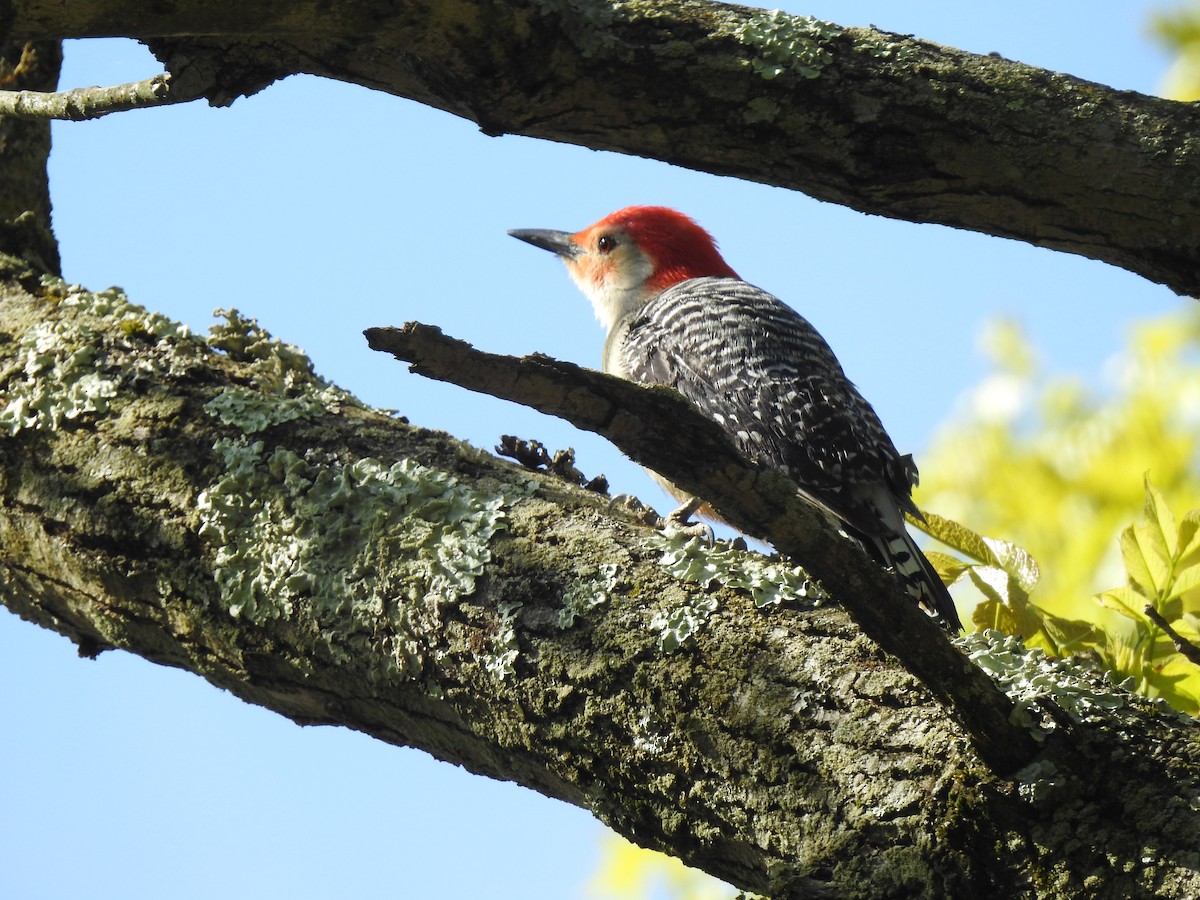 Red-bellied Woodpecker - ML234728061