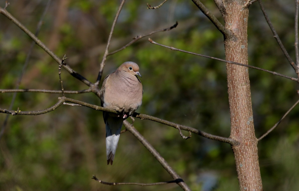 Mourning Dove - ML234728571