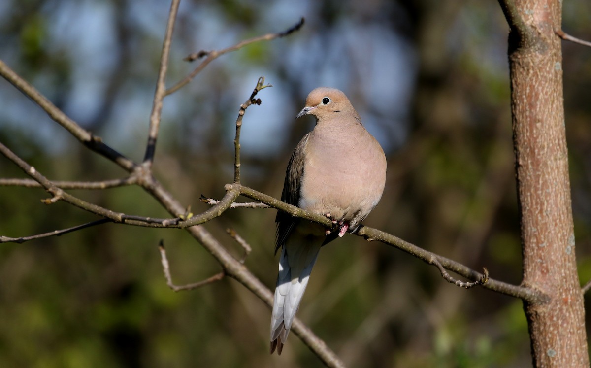 Mourning Dove - ML234729181