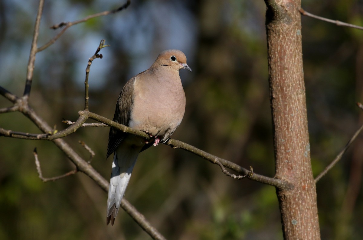 Mourning Dove - ML234729201