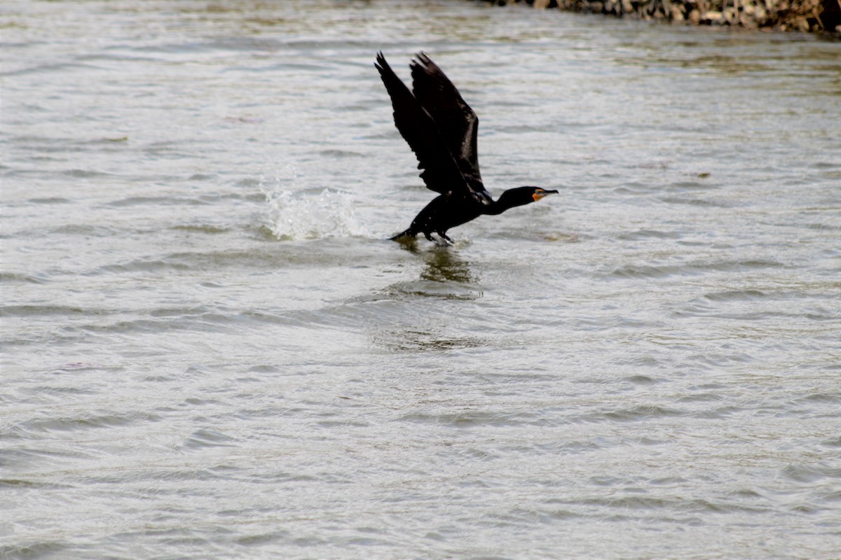 Double-crested Cormorant - ML234729301