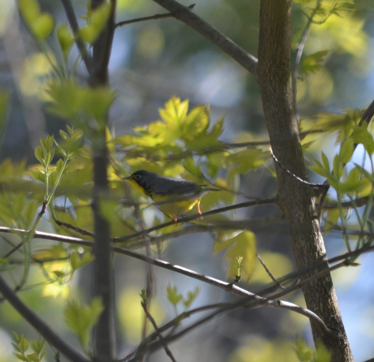 Canada Warbler - ML234729991