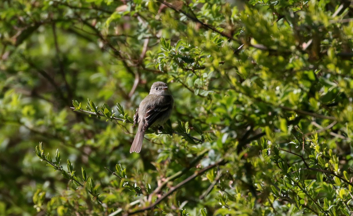 Least Flycatcher - ML234730461