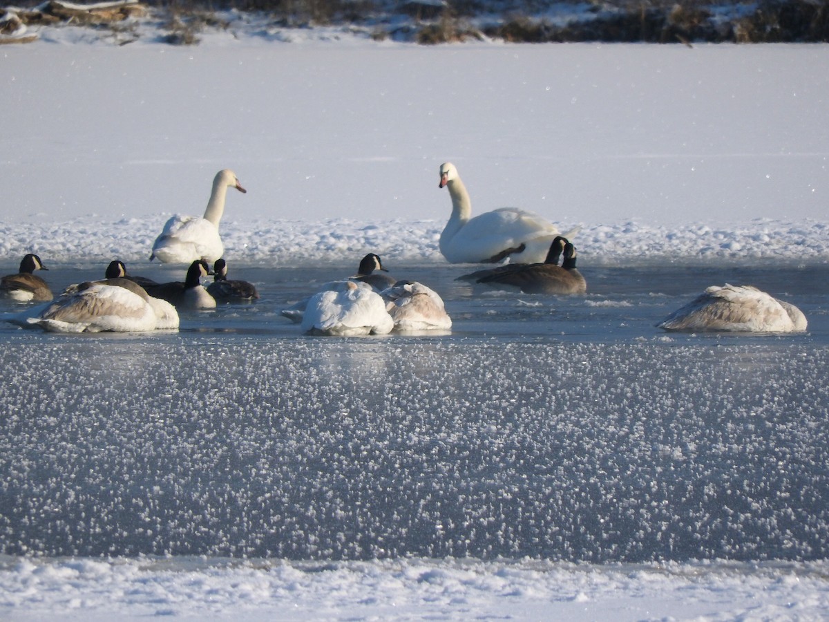 Cygne tuberculé - ML23473321