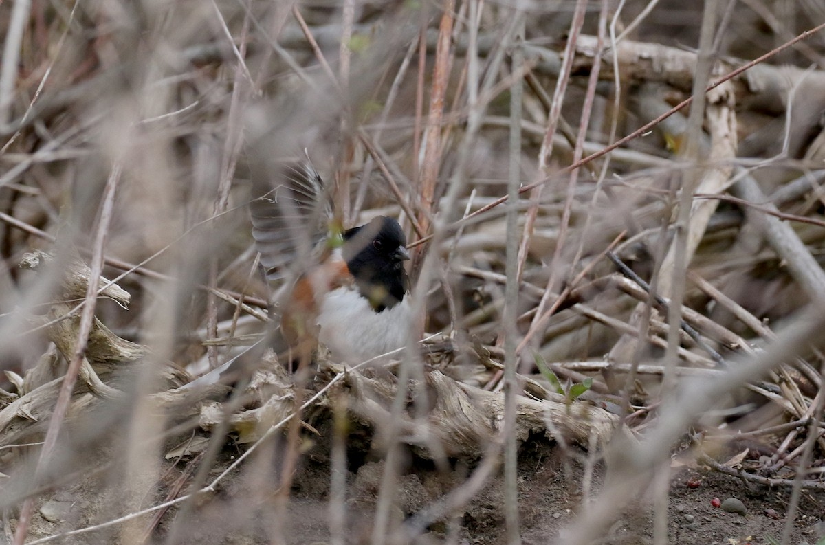 Eastern Towhee - ML234733301