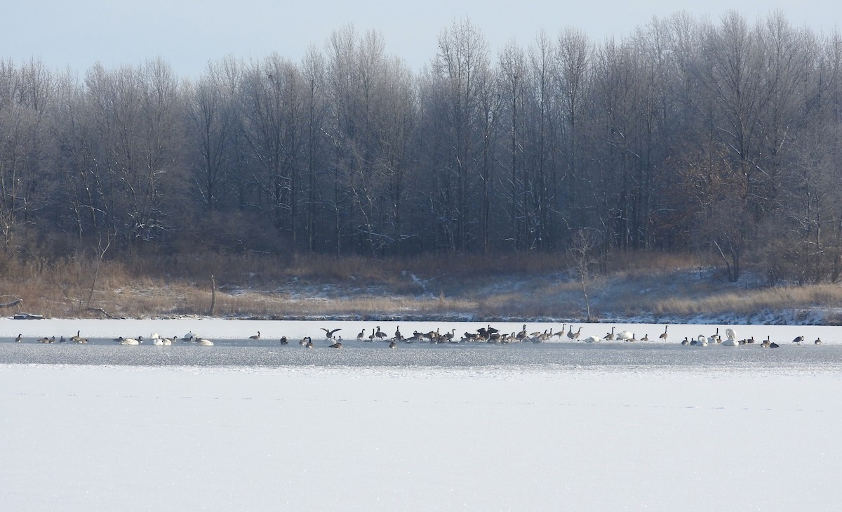 Cygne tuberculé - ML23473331