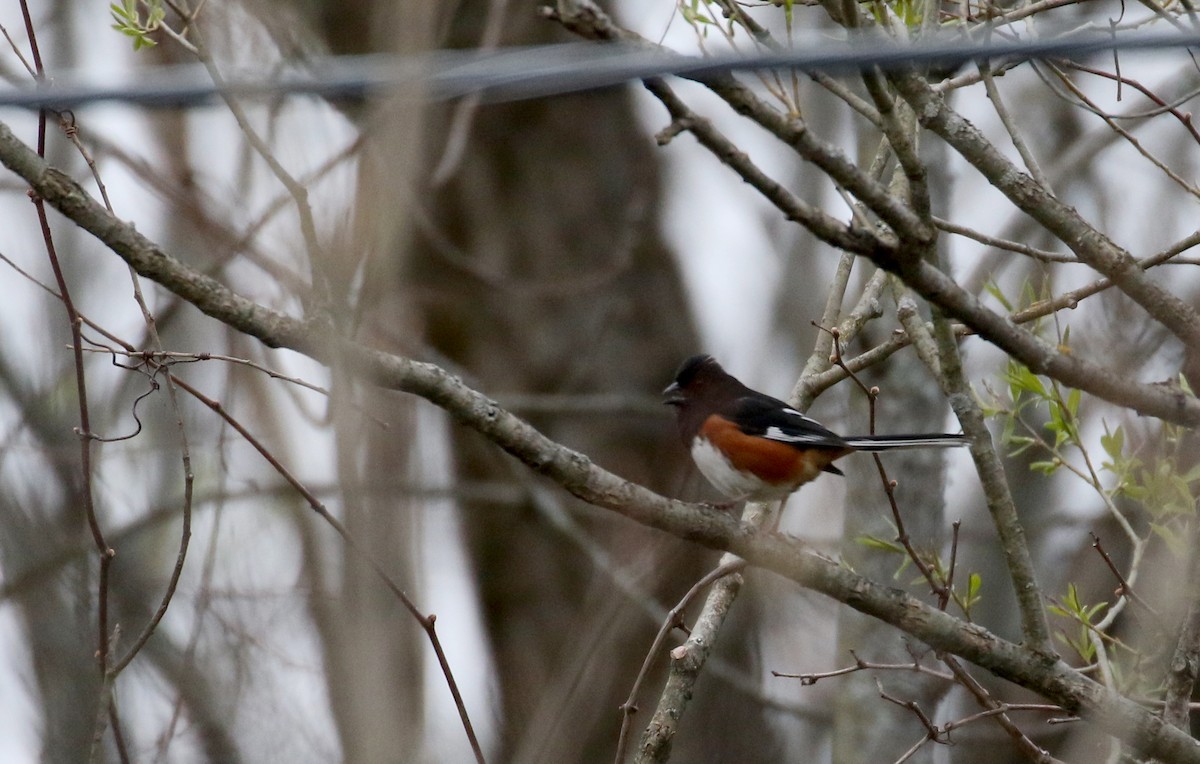 Eastern Towhee - ML234733321