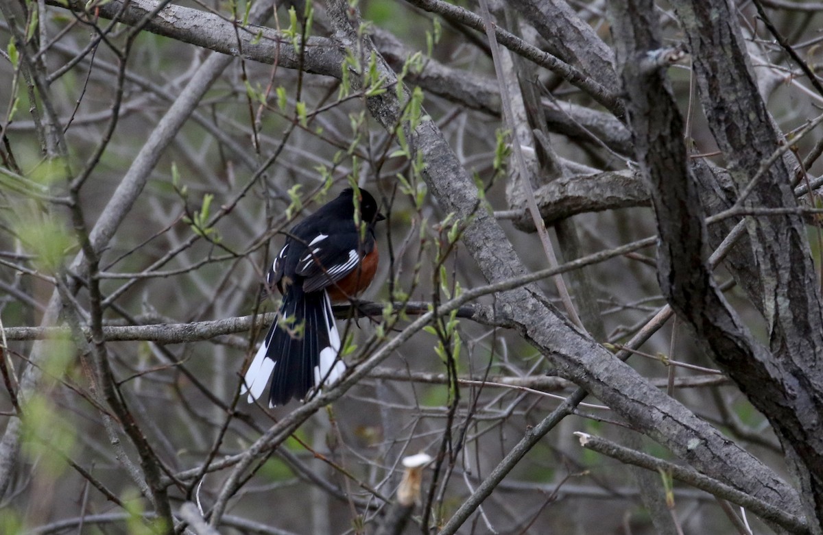 Eastern Towhee - ML234733411