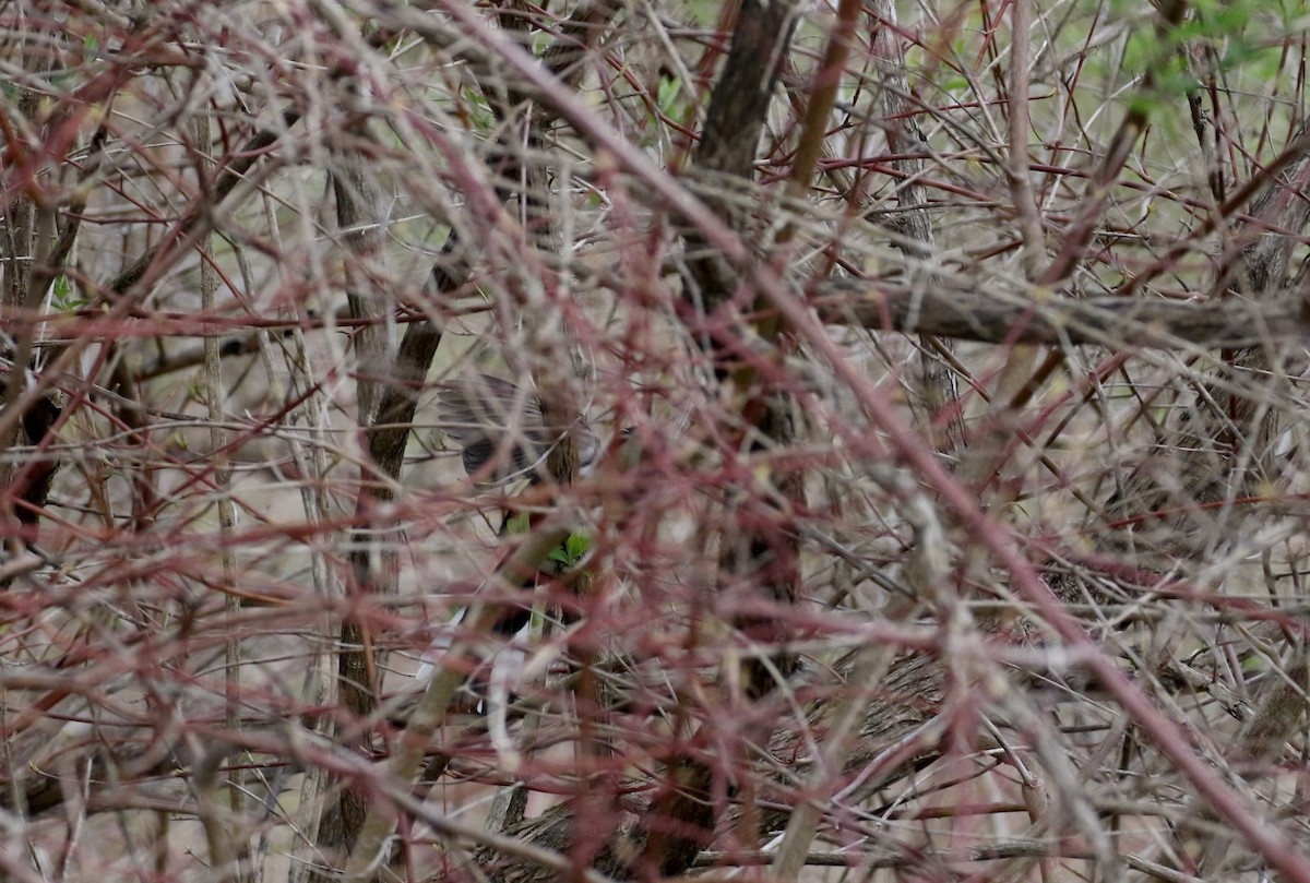 Eastern Towhee - ML234733431