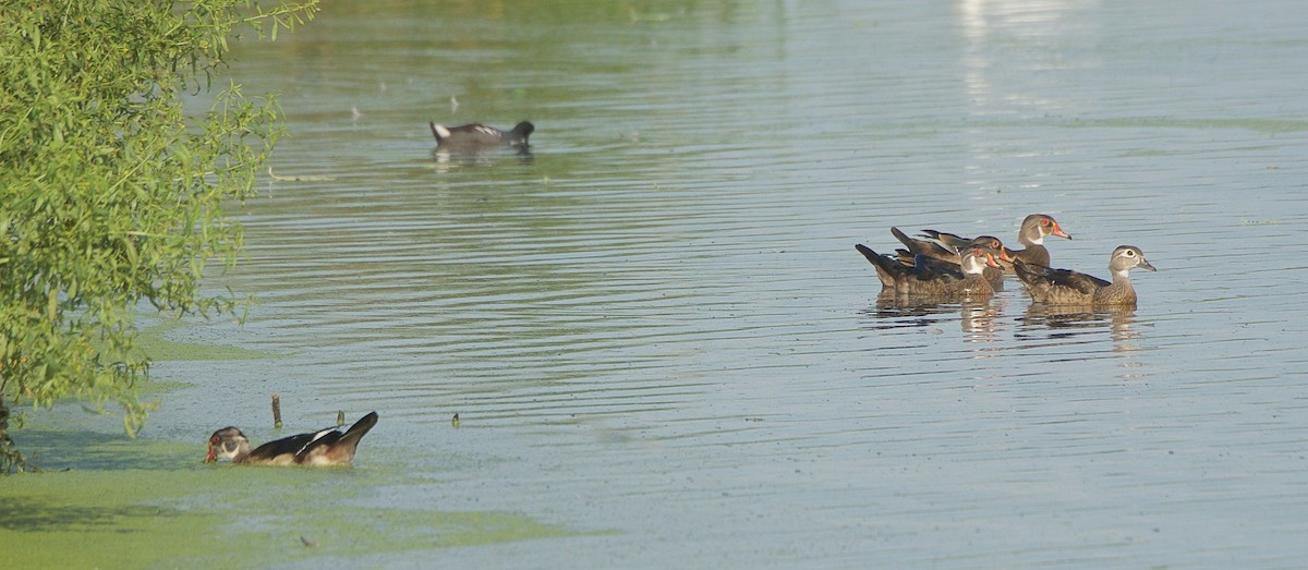 Wood Duck - ML234733901