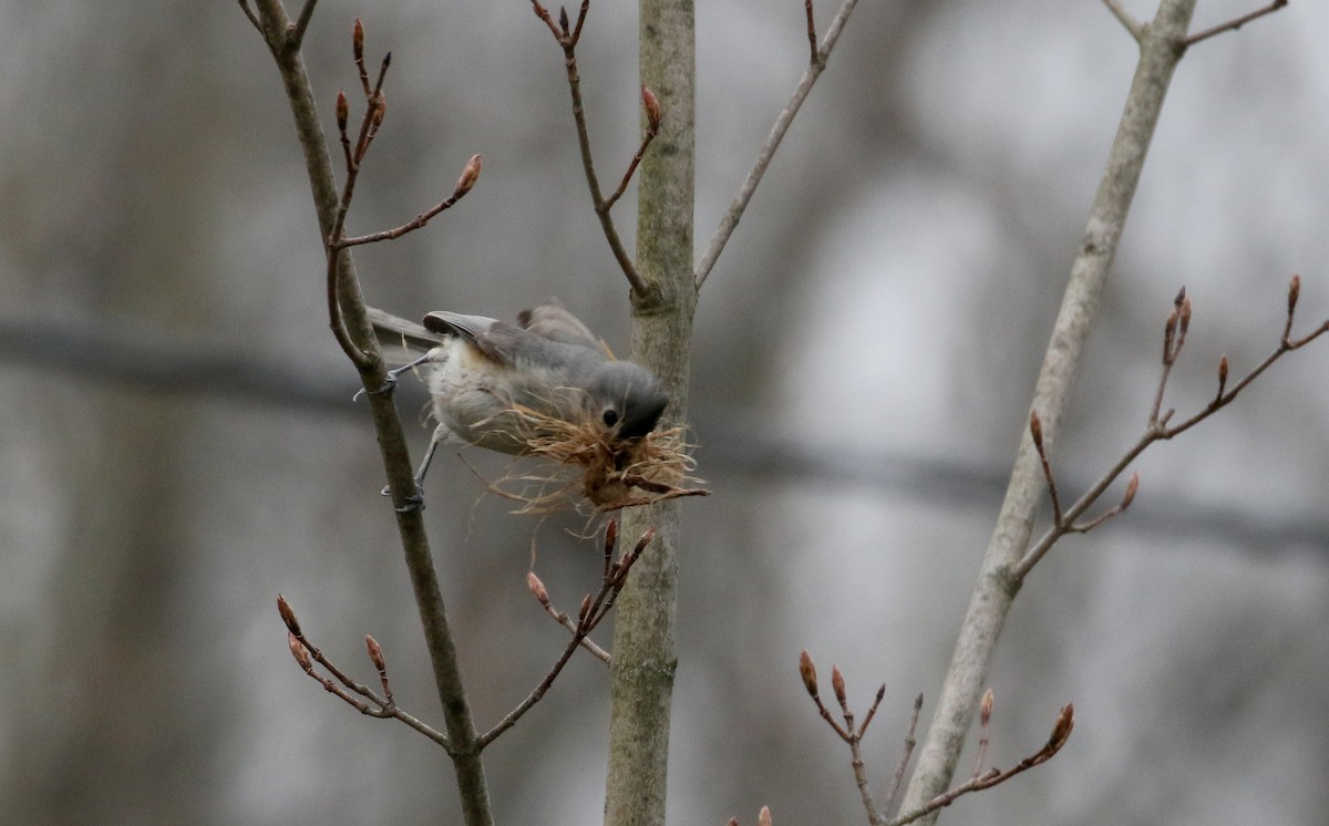 Tufted Titmouse - ML234734301