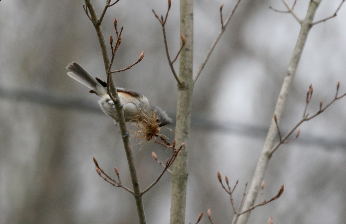 Tufted Titmouse - ML234734311