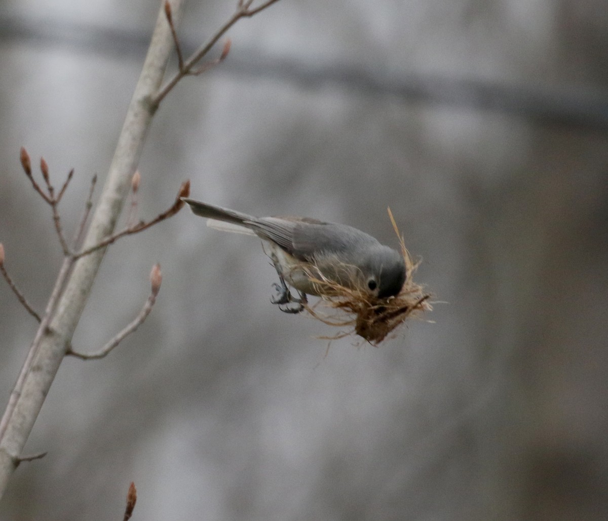 Tufted Titmouse - ML234734351