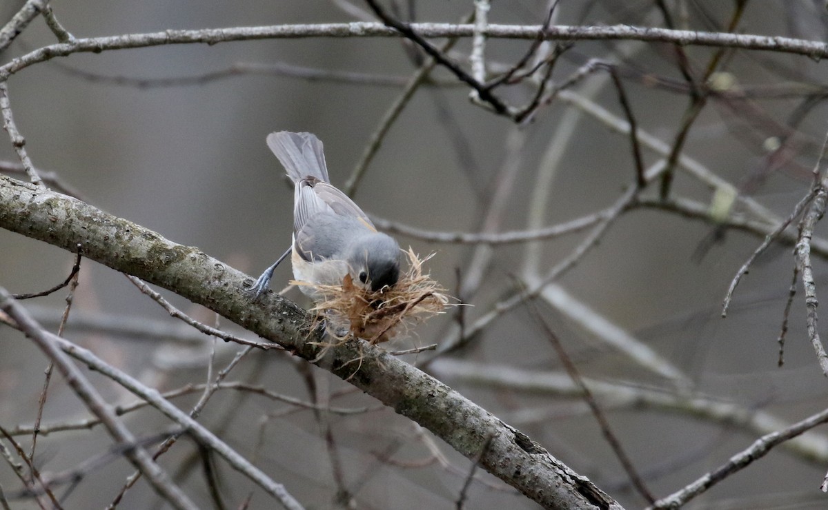 Tufted Titmouse - ML234734421