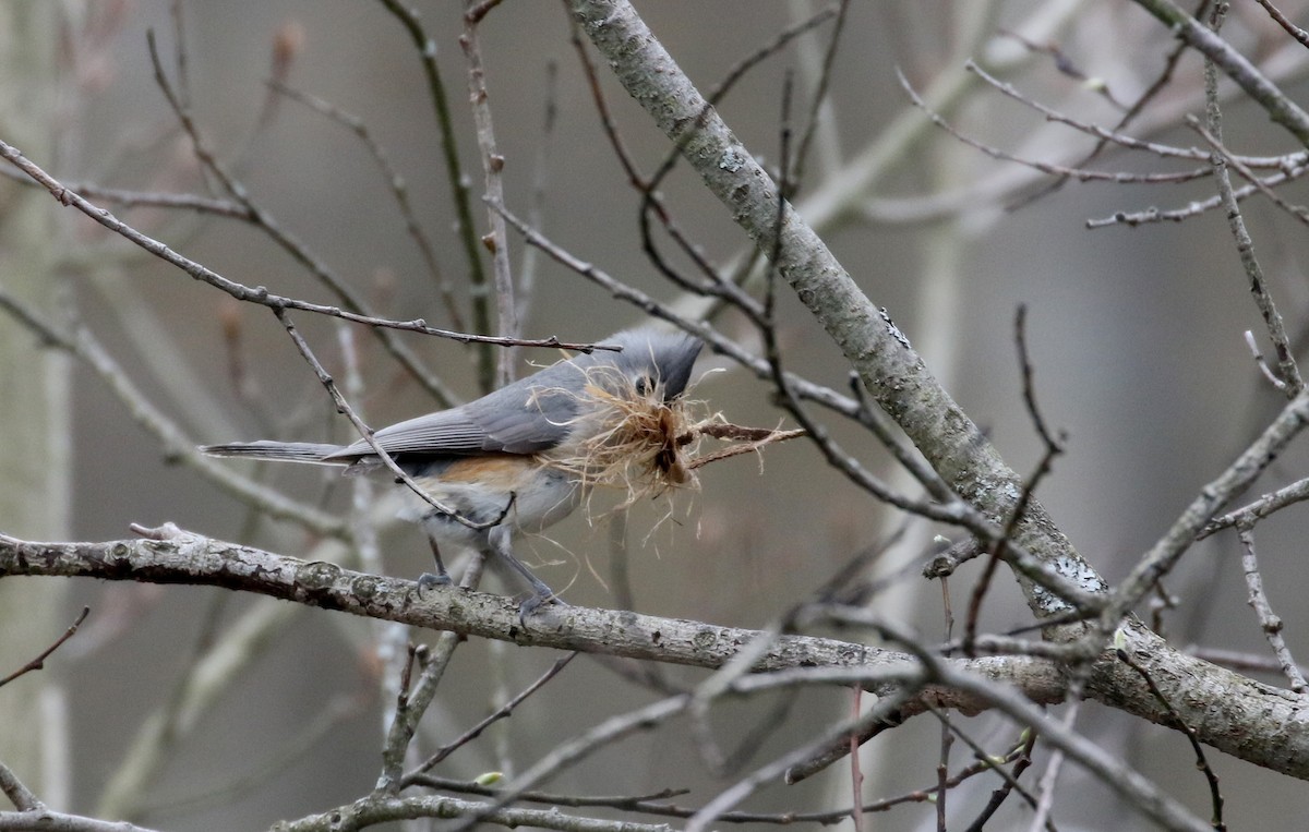 Tufted Titmouse - ML234734431