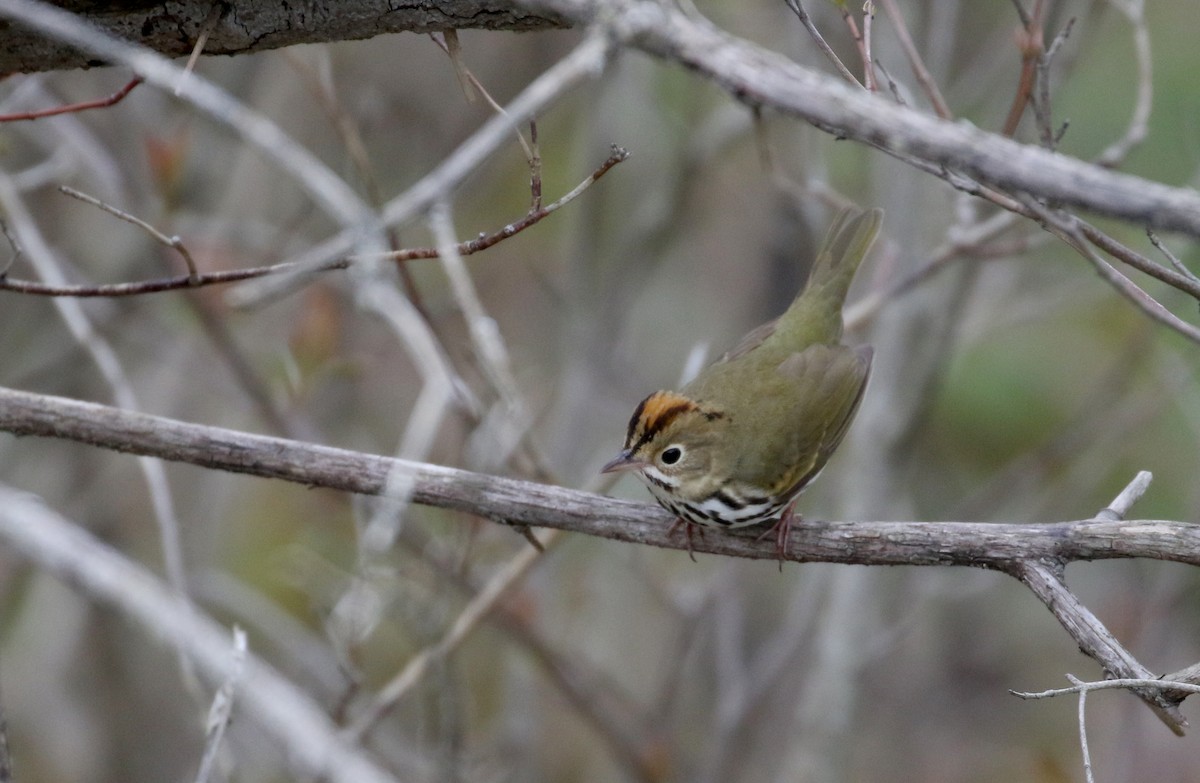 Ovenbird - ML234734511