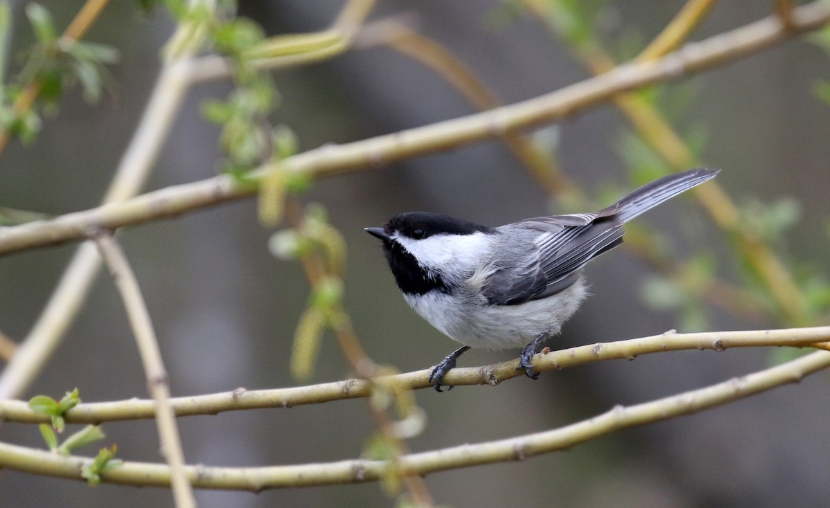 Black-capped Chickadee - ML234734661