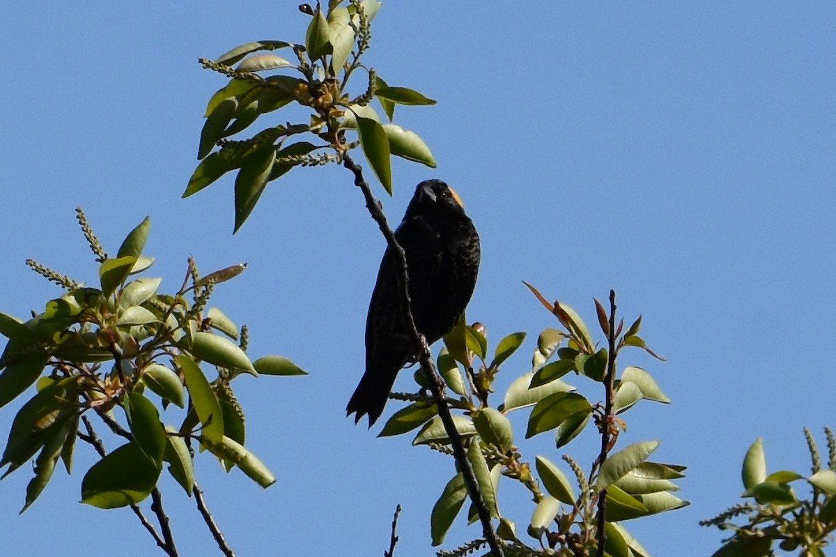 bobolink americký - ML234735351