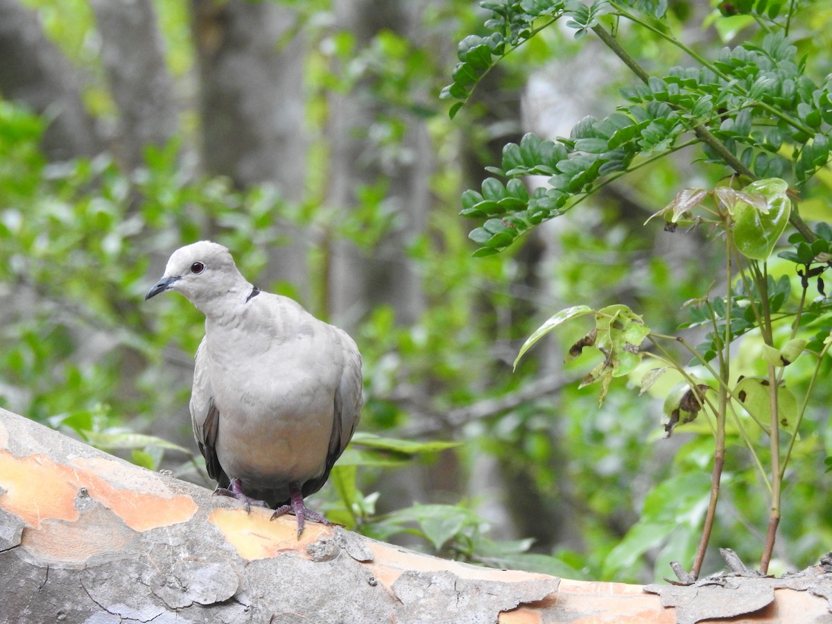 Eurasian Collared-Dove - Erika Gates