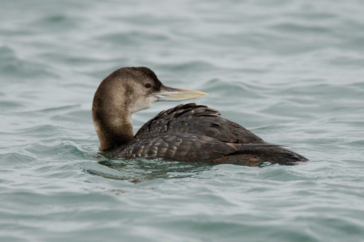 Yellow-billed Loon - Robert Lewis