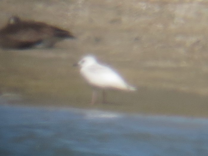 Larus sp. - ML234738211